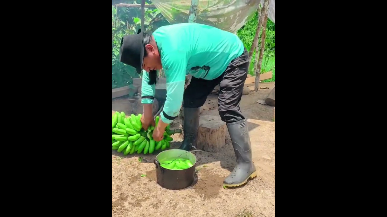 El mejor alimento para las gallinas en el campo