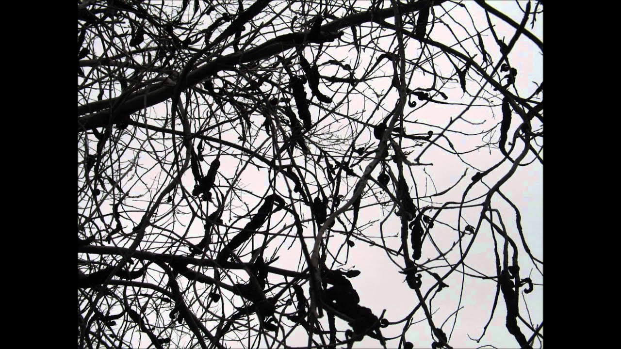 Schubert Chokecherry Black Knot.wmv