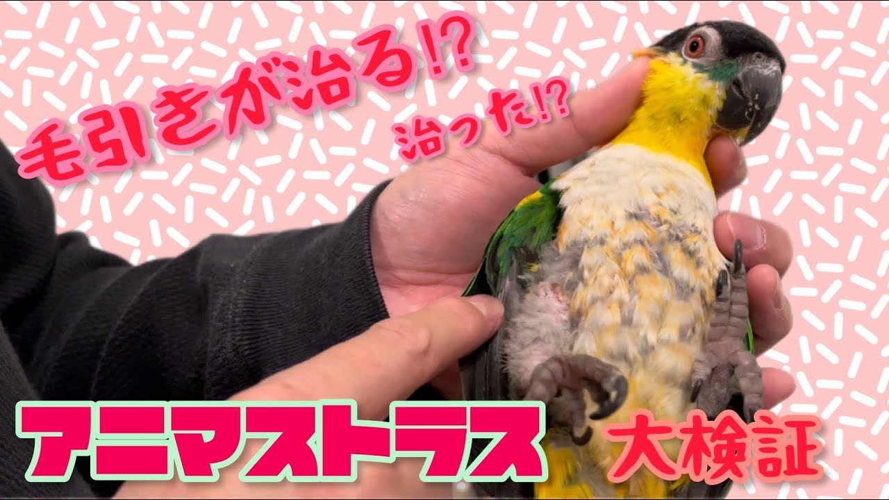 【毛引き症に光⁉️】毛引き症のズクロシロハラインコにアニマストラスをあげてみました✨1ヶ月経った姿です😳✨