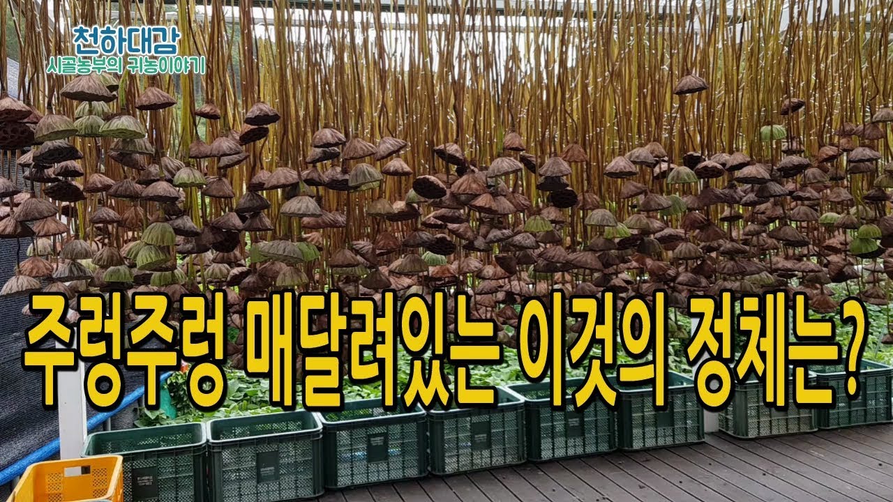 연자방 수확후 건조하기 연재배 연밥 연씨앗 [시골농부 천하대감]