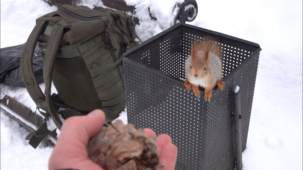 Как я уговорил белку прыгнуть / How I persuaded a squirrel to jump