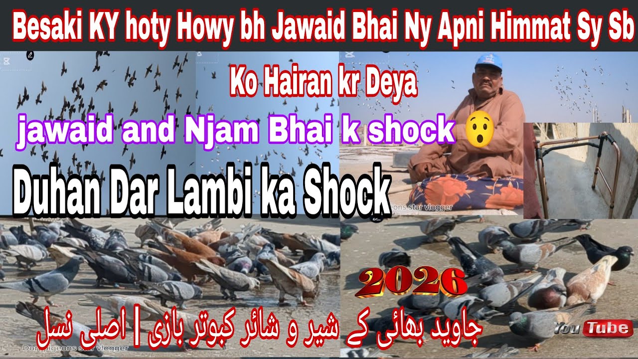 Najam Bhai or jawaid Bhai ke Kabotron k Lambi ka Shock Kabootar bazi sirf shoq nahi… ek junoon hai! 