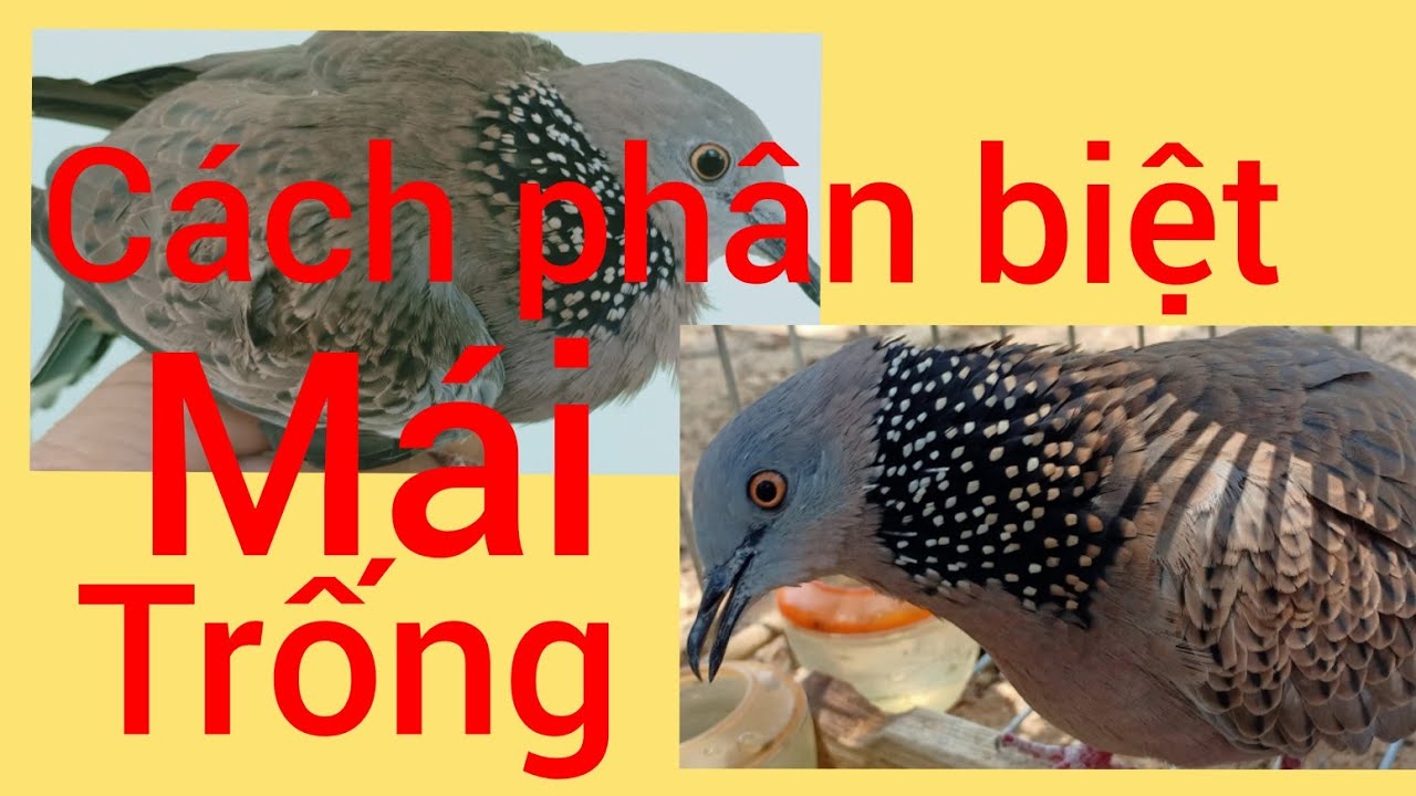 cách phân biệt chim cu mái và chim cu trống