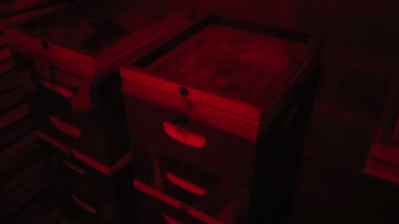 Пчеловоды, это треугольник смерти!