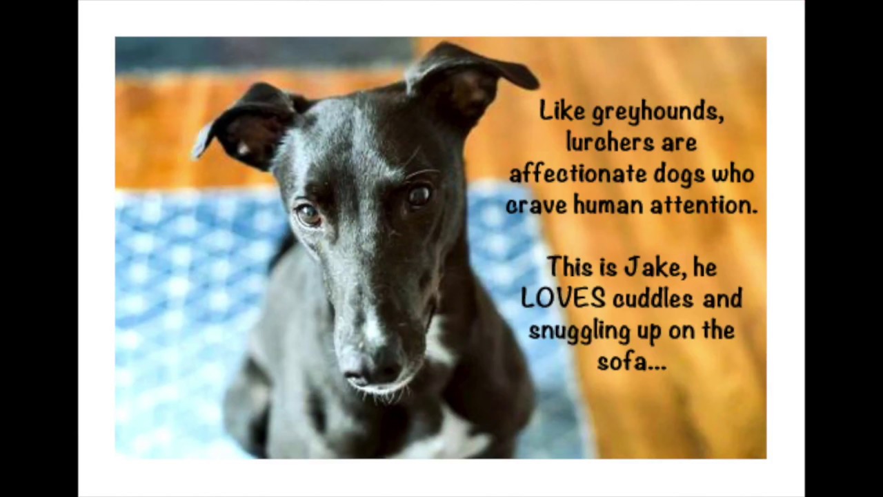4 reasons to adopt a lurcher