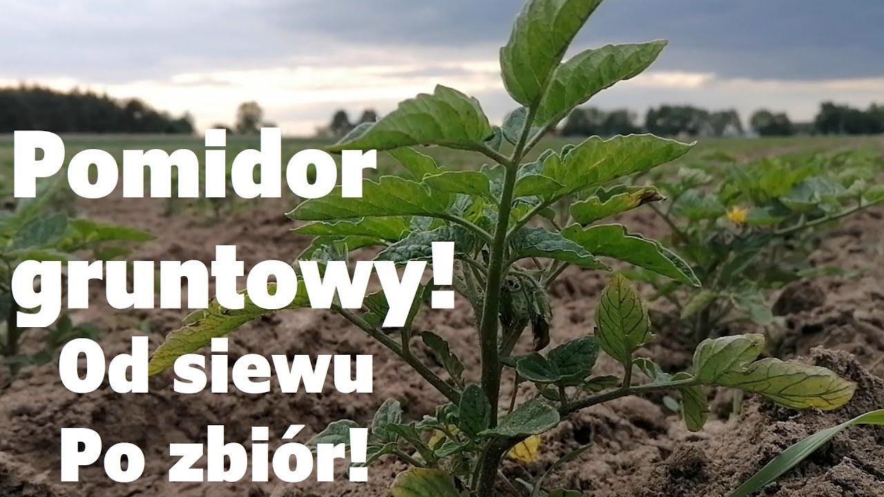 Pomidor gruntowy 2020❗ Relacja od siewu po zbiór❗ 🔥