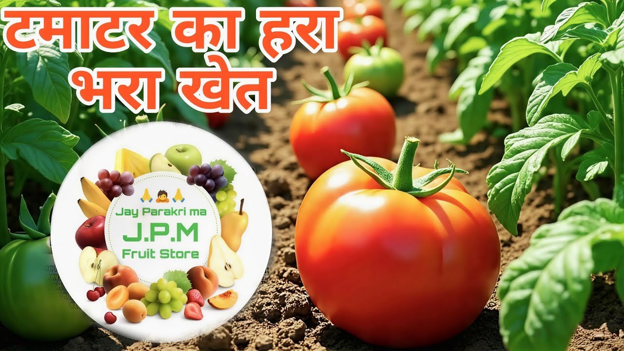 टमाटर का हरा भरा खेत 🍅🌳