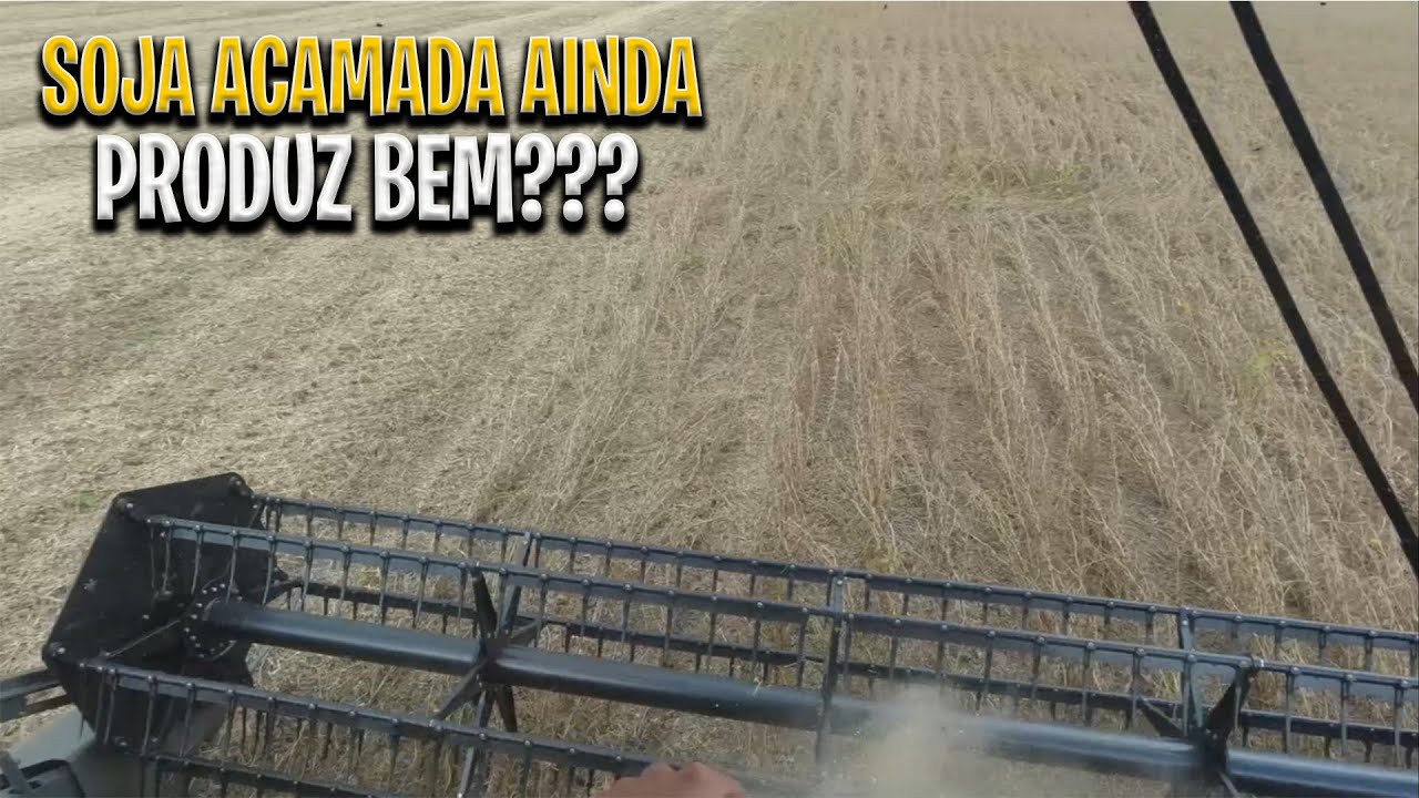 PLATAFORMA MASSEY FERGUSON 8250 DANDO SHOW COLHENDO SOJA ACAMADA!!!