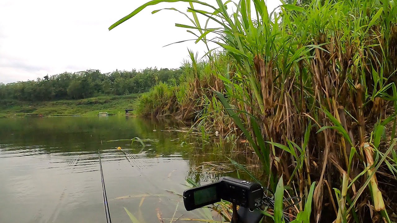 Waduk wadas lintang ikannya mudah