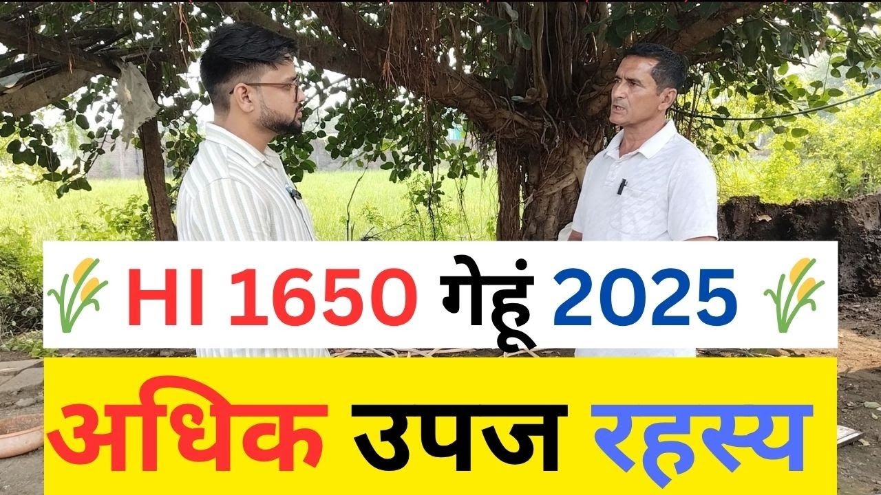 Hi 1650 / HI 1650 wheat variety /गेहूं वैरायटी पूसा ओजस्वी / टॉप 5 गेहूं 