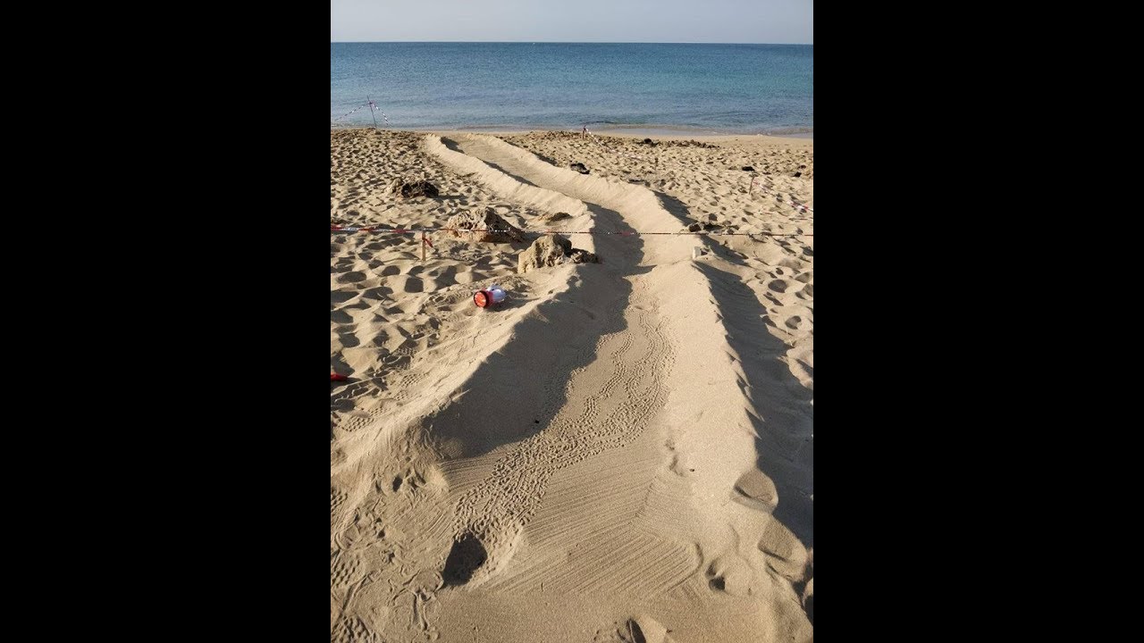 Specchiarica: video nascita nuove tartarughe