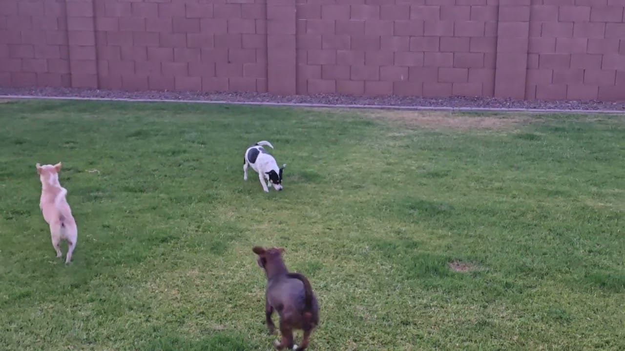 Petey, our blind dog, running in the backyard