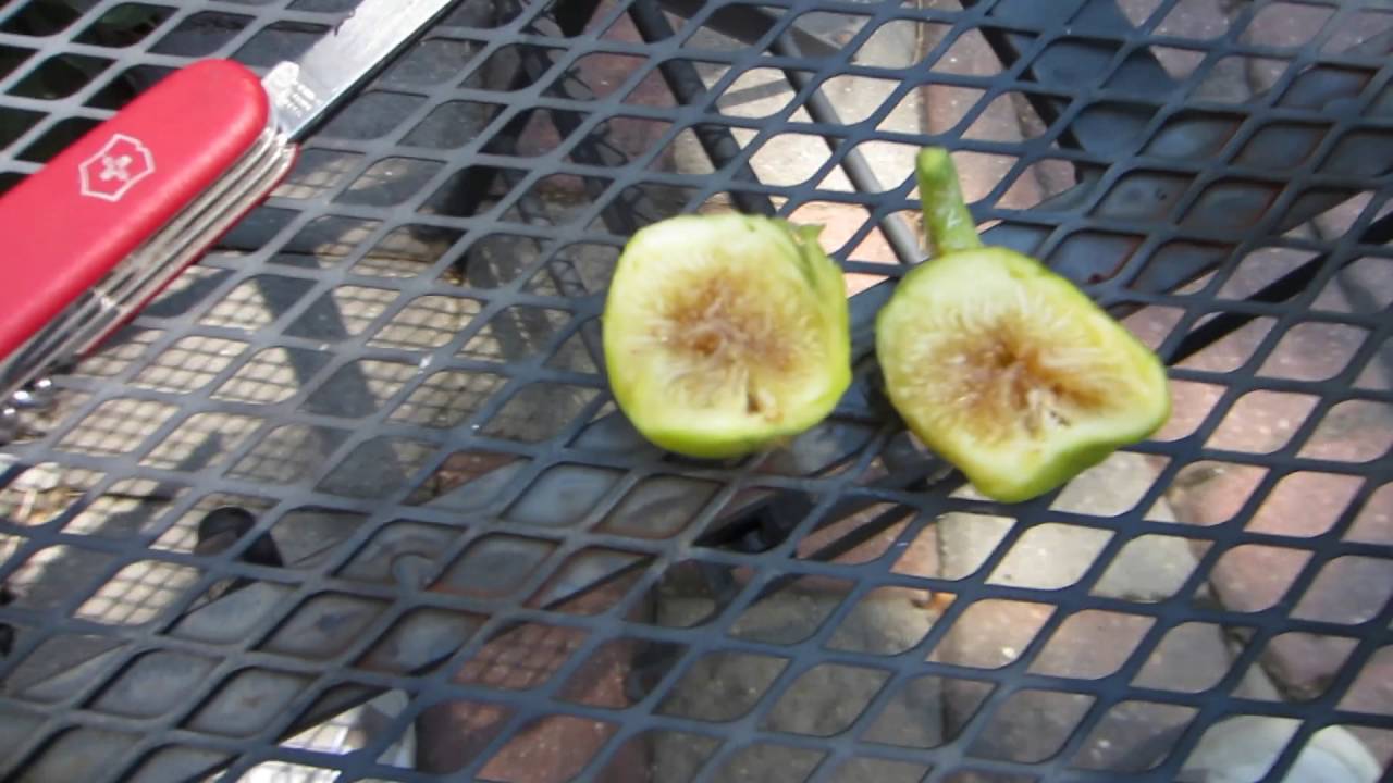 Fig Variety Tasting: Mary Lane Seedless