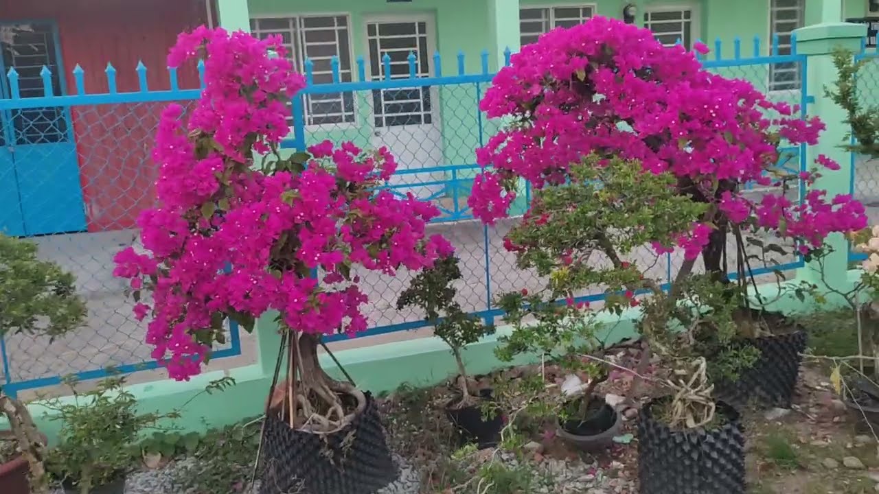 tìm lại chính mình TH châm sóc vườn hoa giấy chuẩn bị đón năm mới 