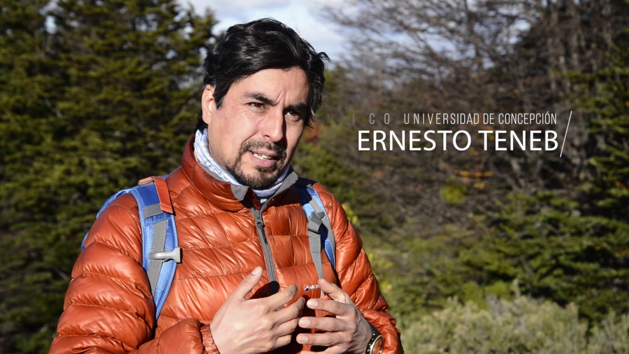 Laboratorio Austral - Ernesto Teneb / Nothofagus