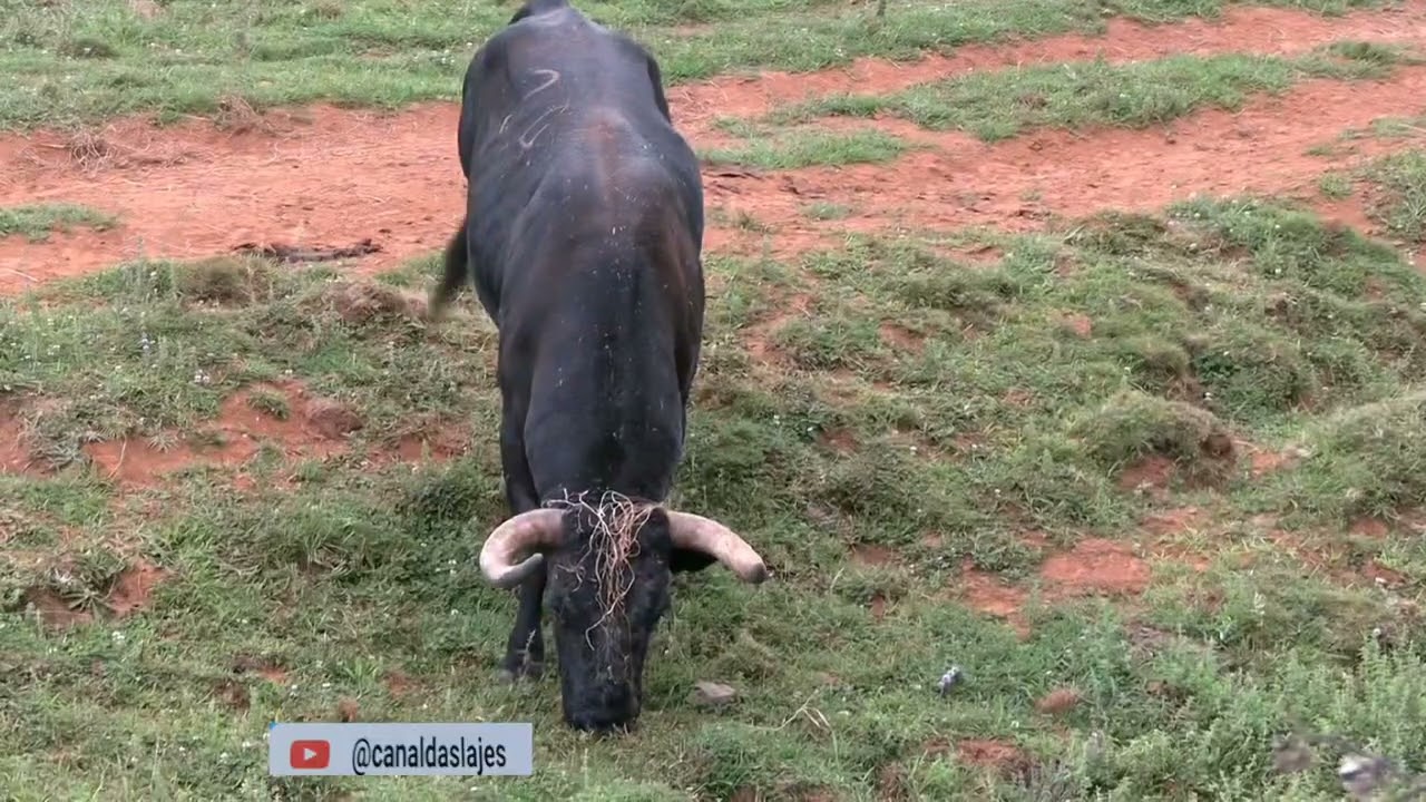 OTT QUINTA DO OLÉ TOURO  TRATAR DOS TOUROS NO MATO   10 AGOSTO  2025