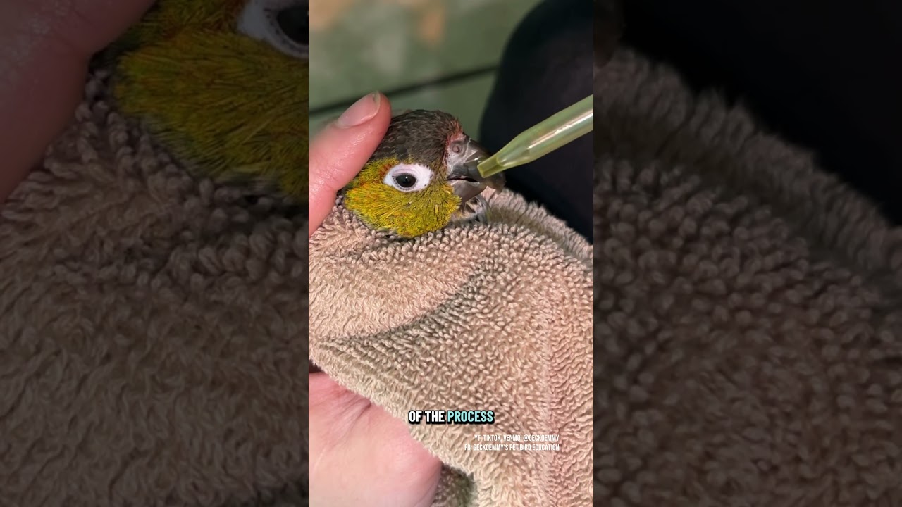 I thought she was going to fall asleep for her beak massage #petbirds #nailtrim #conure