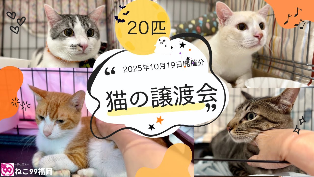 20匹の激カワ推し猫大集合！ピーツー譲渡会【2025/10/19】全猫チャプターで癒しMAX #ねこ99福岡