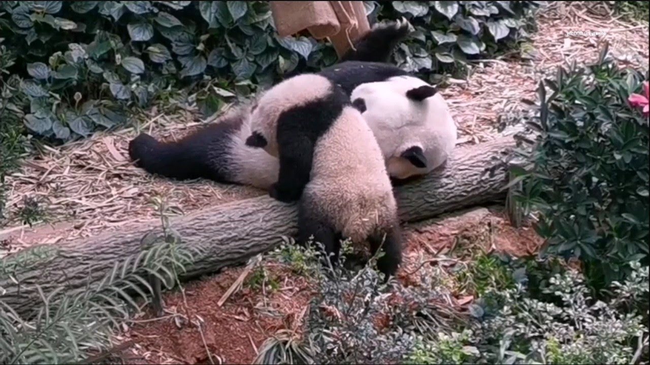 Giant Panda Le Le wrestling with Jia Jia 大熊猫叻叻 @ 新加坡河川生态园