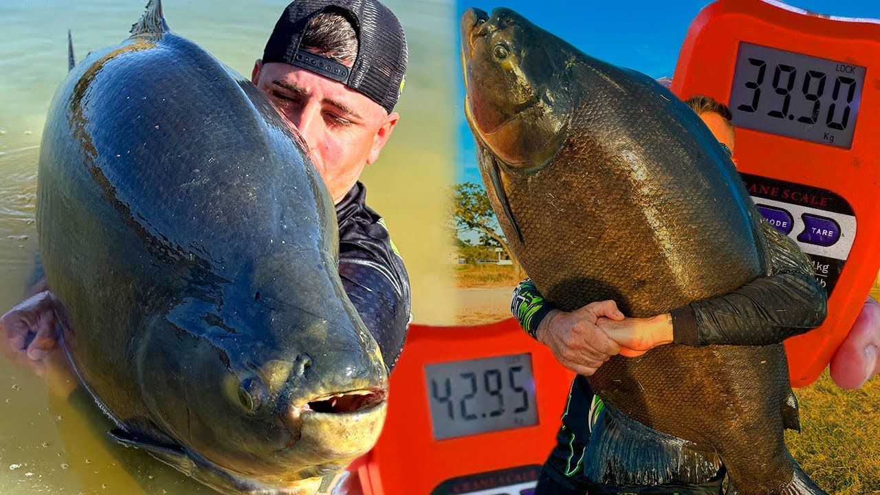 42KG e 39KG NA SUPERFÍCIE, RECORDES NA FAZENDA PACU! PESCARIA INEXPLICÁVEL!
