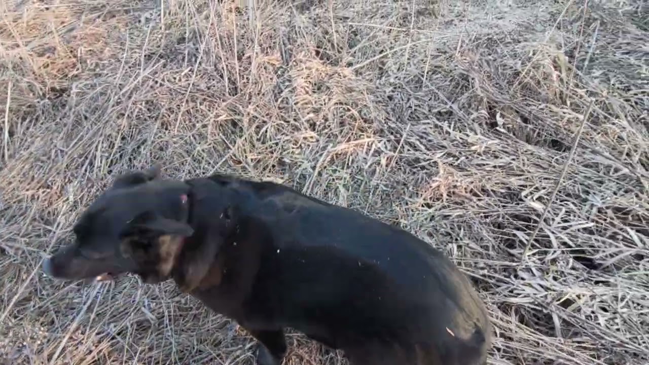 # Nad Wisłą w Krakowie z psem  2.03.2026