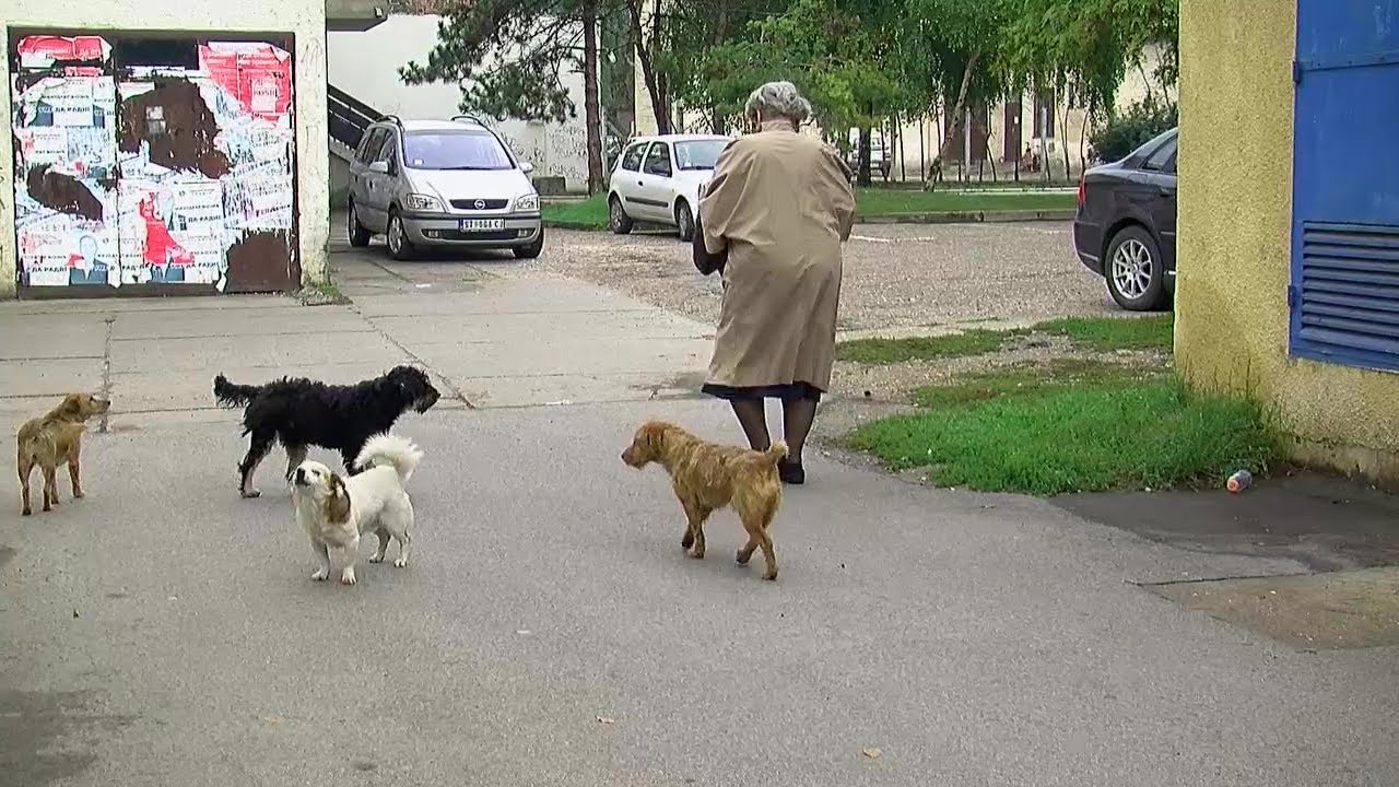 Kako izbeći napad pasa lutalica