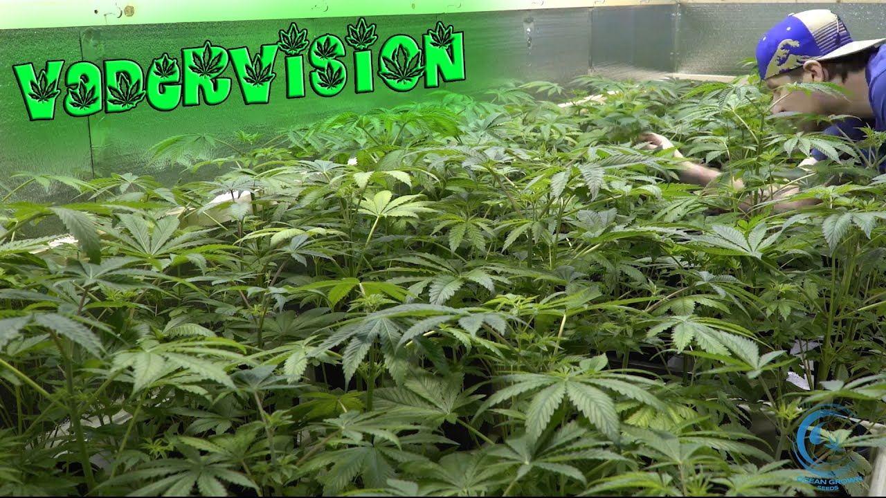 What Ocean Grown strain should we run next?