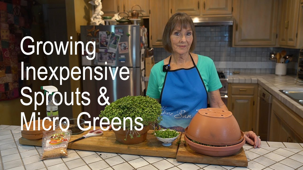Growing inexpensive sprouts& micro greens