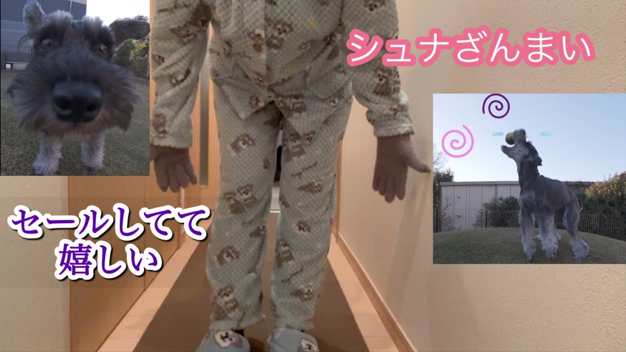 シュナざんまい🎵セール！イルーシーでシュナグッズ買ったよ。お庭ドッグランで遊ぶ二人。