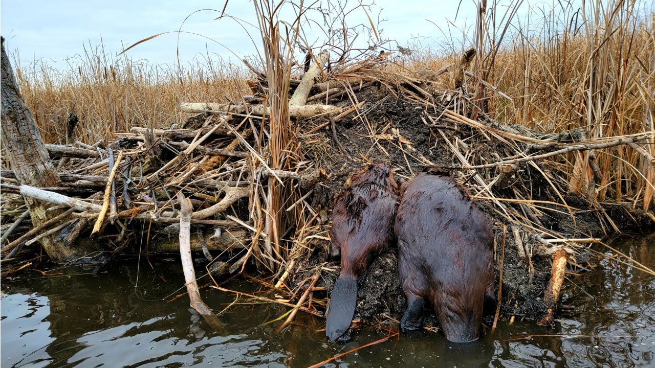 This River was Loaded with Beaver and Muskrats!