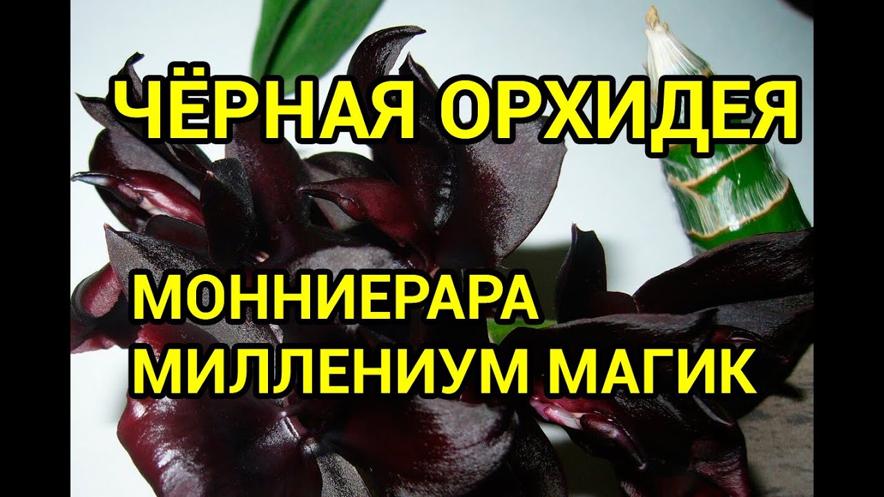 Черная орхидея-морковь Мониерара миллениум магик (Monnierara millennium magic)