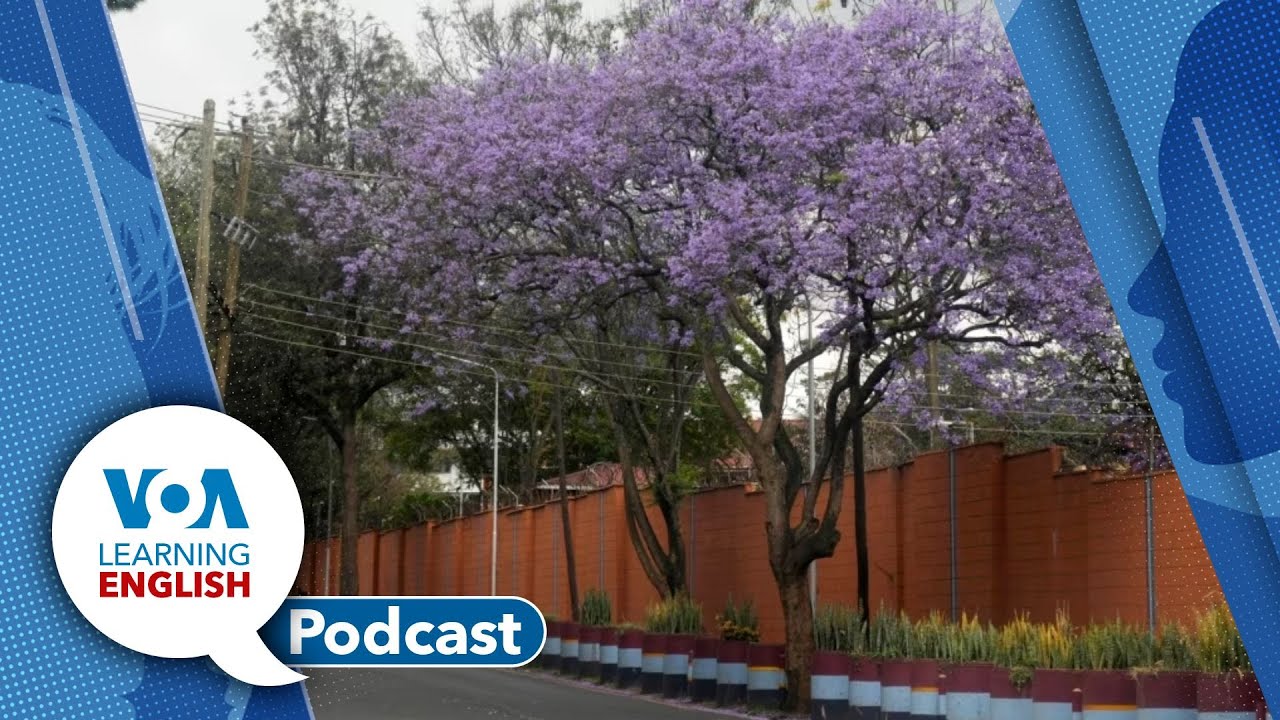 Learning English Podcast - Tree Planting Holiday, Robot Market, Oldest Black Hole