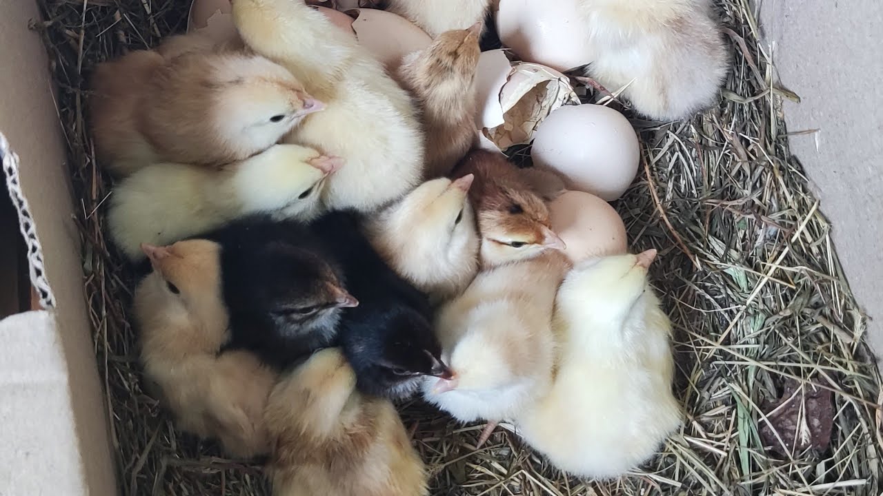 Little chicks