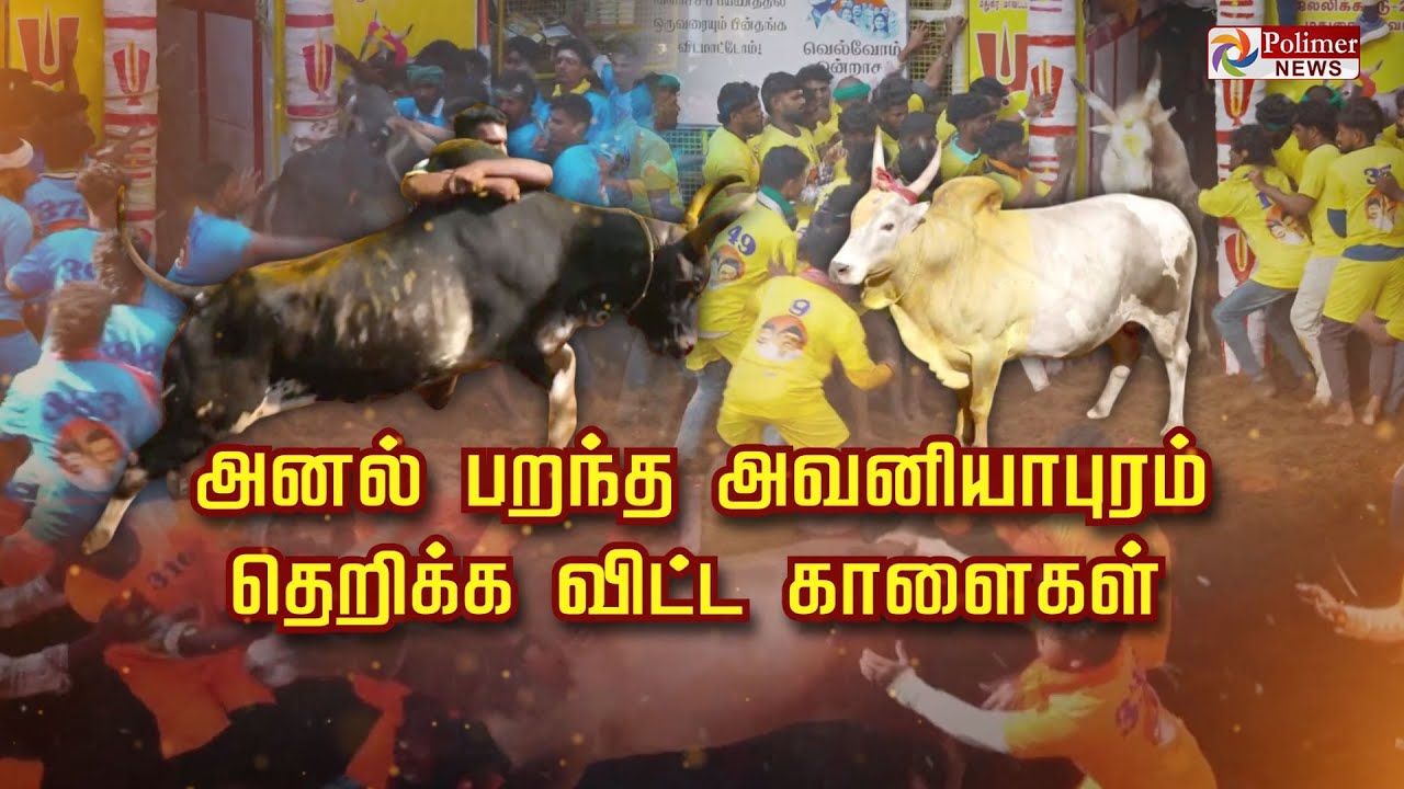அனல் பறந்த அவனியாபுரம்... தெறிக்க விட்ட காளைகள்... | Avaniyapuram Jallikattu 2026 | Polimer News