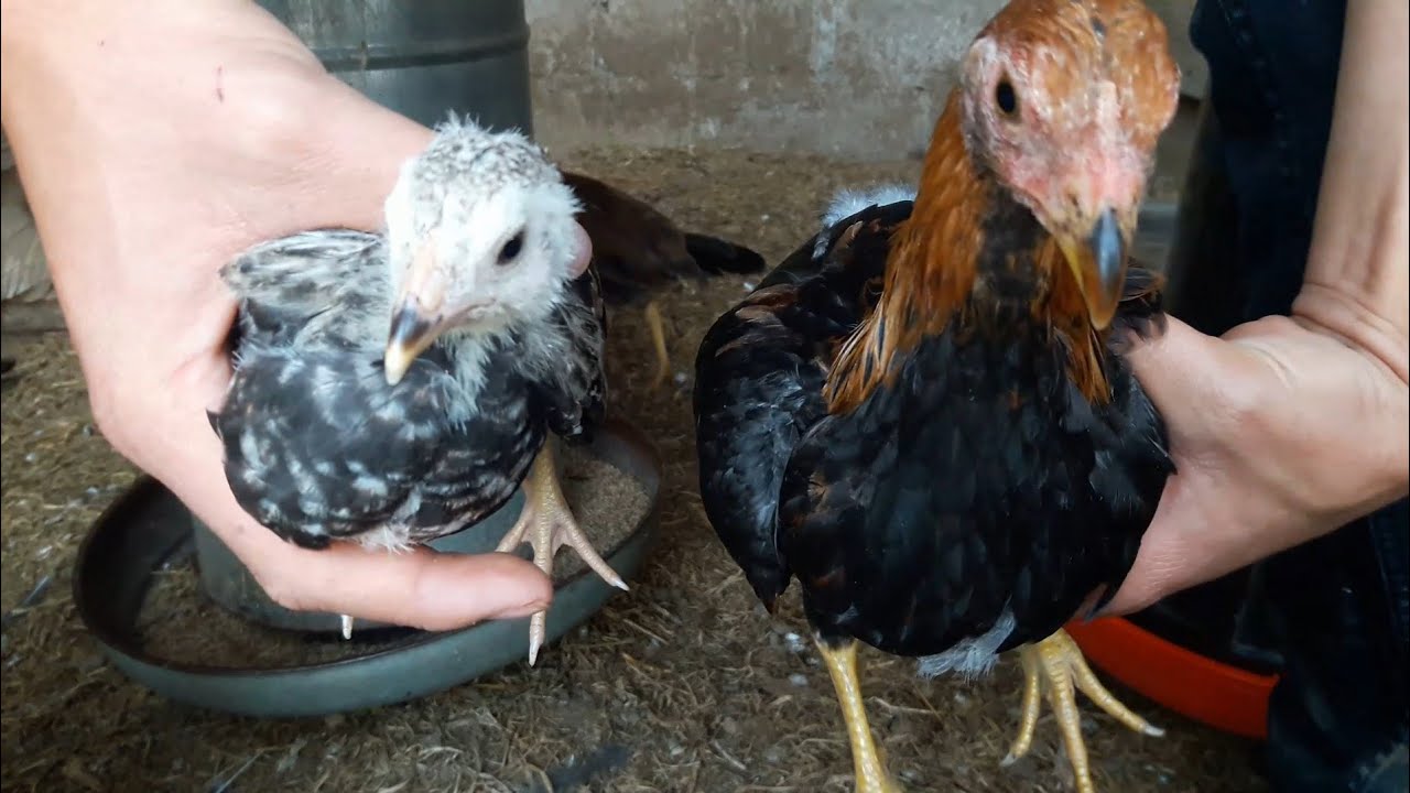 Como hacer DESARROLLAR más RÁPIDO a los Pollos - (Consejos y más!) - Crianza de Gallos Finos🐓✅