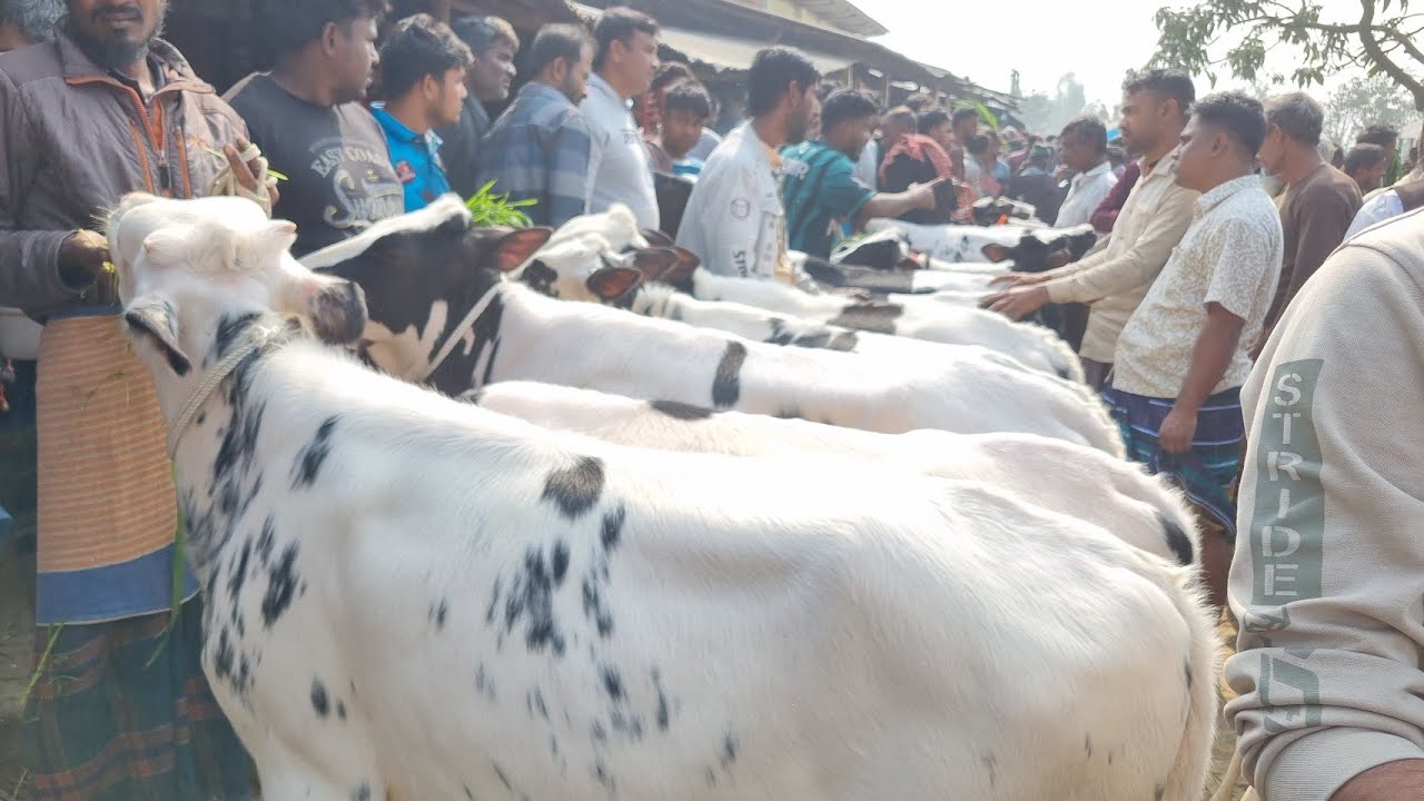 @আজ ১৯ জানুয়ারি ২৬ | ফ্রিজিয়ান বকনা বাছুর গরুর দাম | রানীগঞ্জ হাট | দিনাজপুর 
