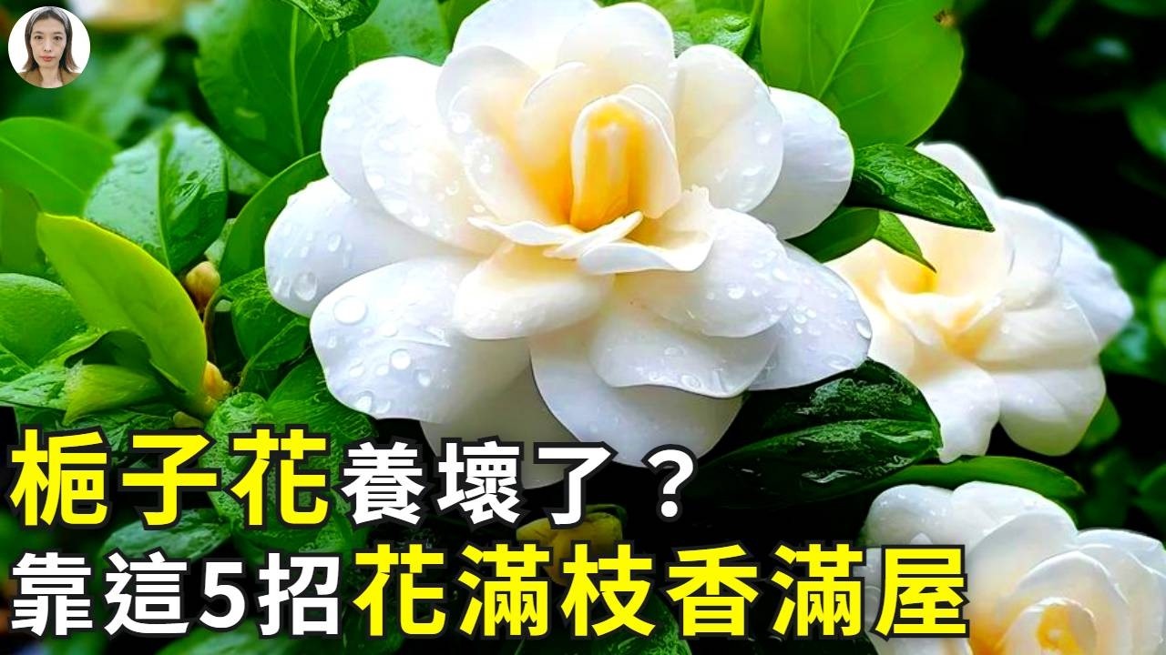 梔子花種植|梔子花不開花？3大伺候+2個偏方，100%開花並且不止開一茬！|花花世界