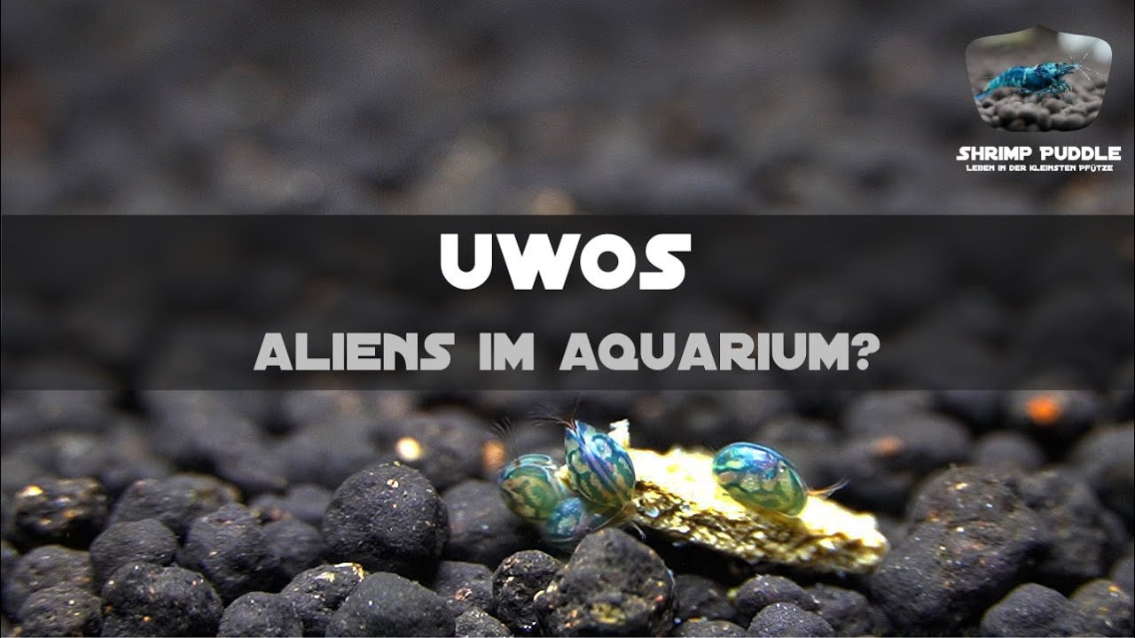 UWO's = UNBEKANNTE WASSEROBJEKTE / FREMDER BESUCH IM AQUARIUM