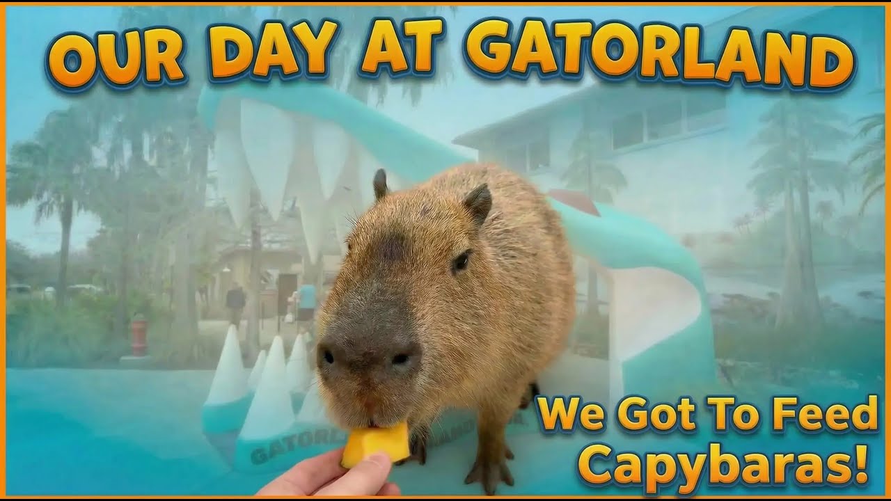 Exploring Gatorland's Wildest Wildlife and getting to feed Capybaras too?  This place is amazing!
