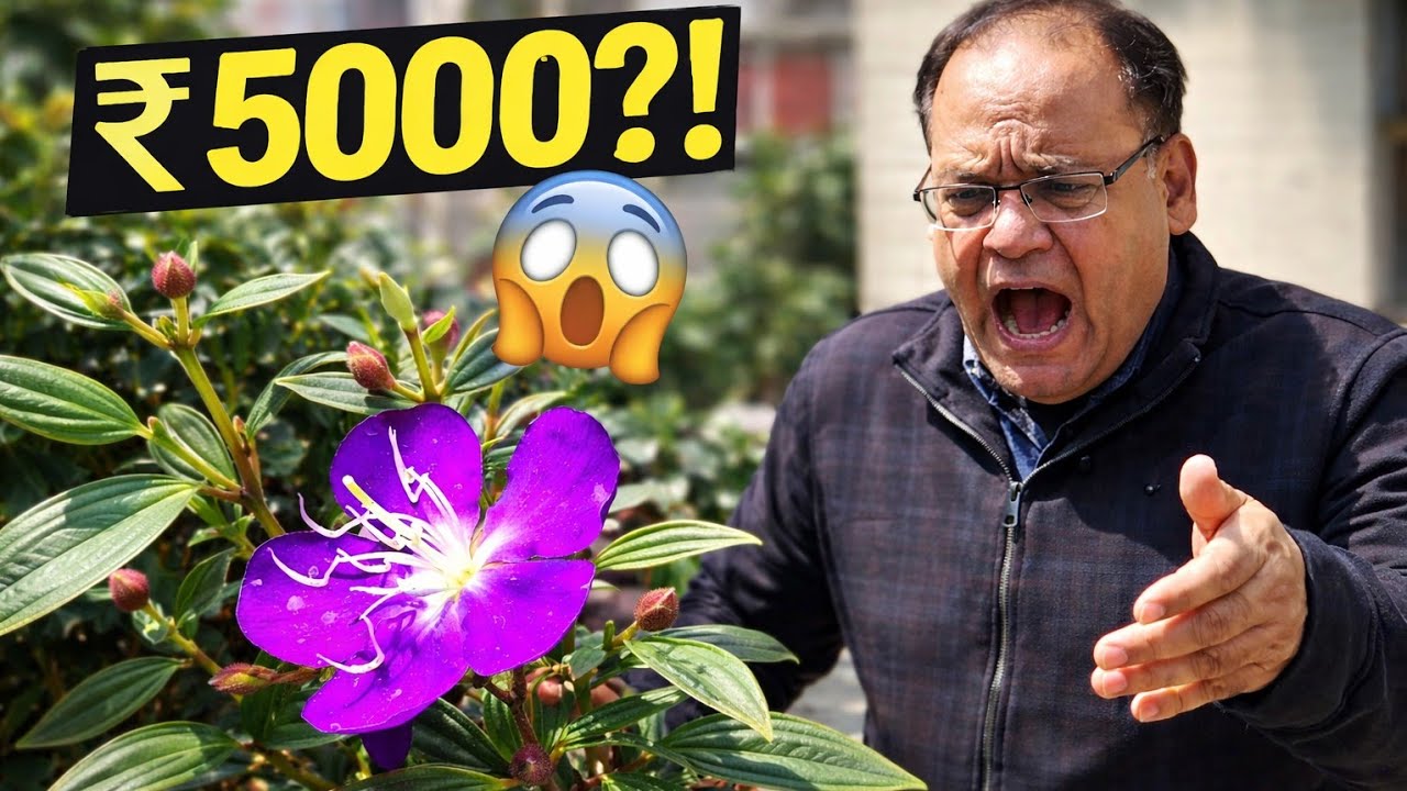 ₹5000 Ka Phool Ka Podha?! 😱 Aakhir Isme Aisa Kya Hai?! #vlog #flowers #expensive #explore #video 