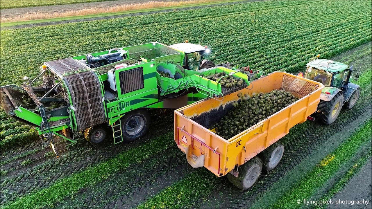 Knolselderij rooien / Harvesting Celeriac / Knollensellerie ernten / AVR / John Deere / New Holland