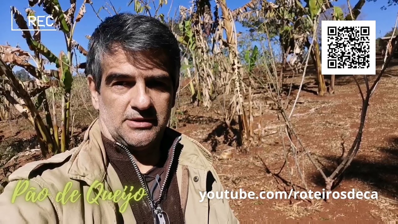 Mandioca branca ou amarela?