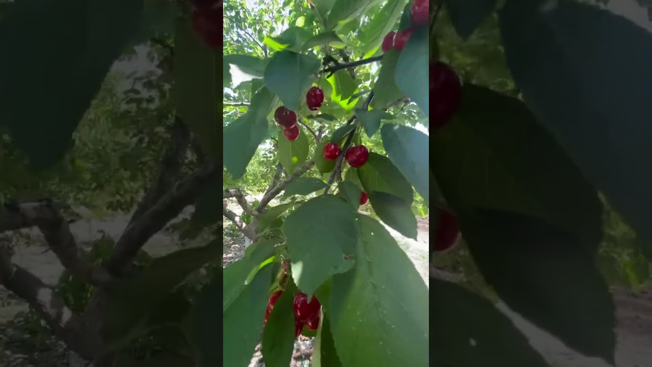 🍒 вишня! Родительский дом🏡 