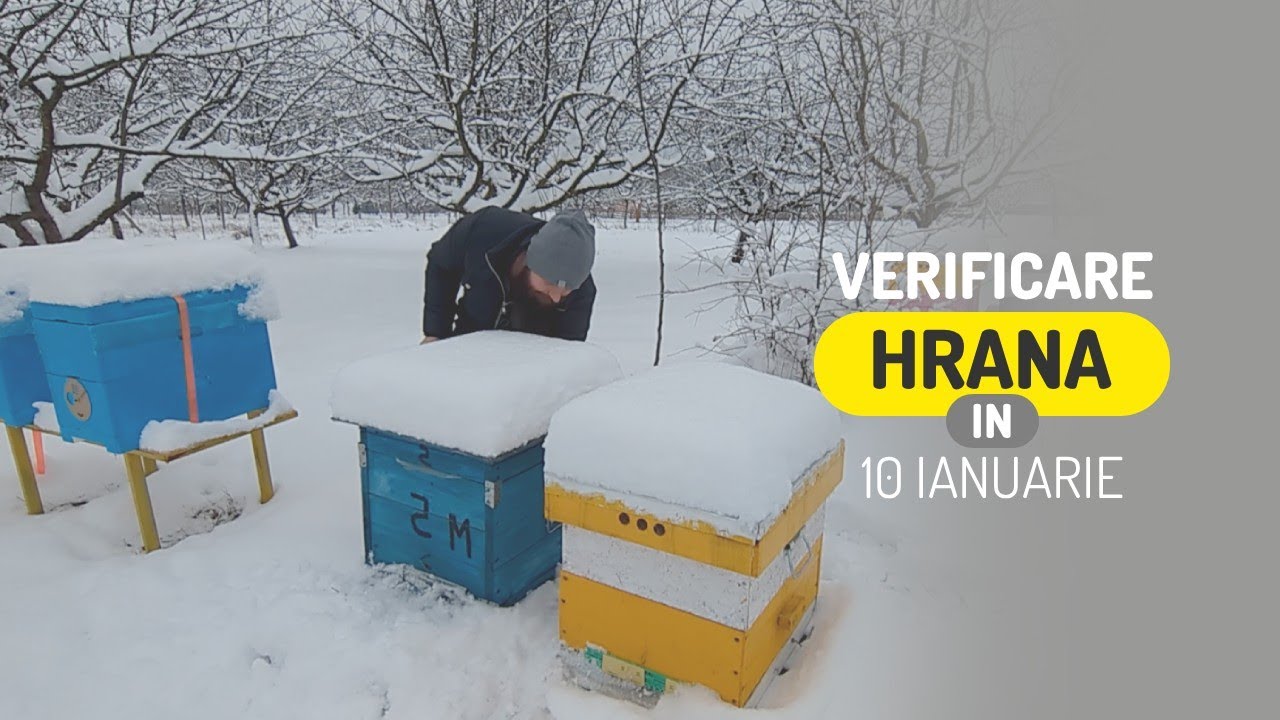 Verific stupii iarna, fără să-i deranjez prea mult
