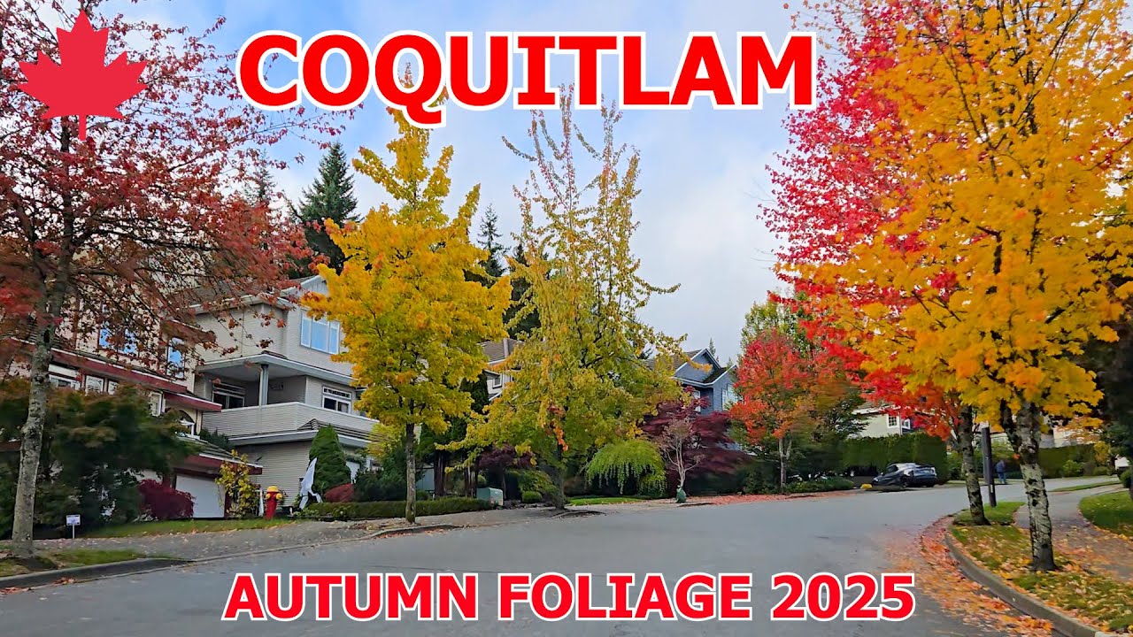 Fabulous Fall Foliage in COQUITLAM BC CANADA - October 19 2025 Westwood Plateau and City Centre
