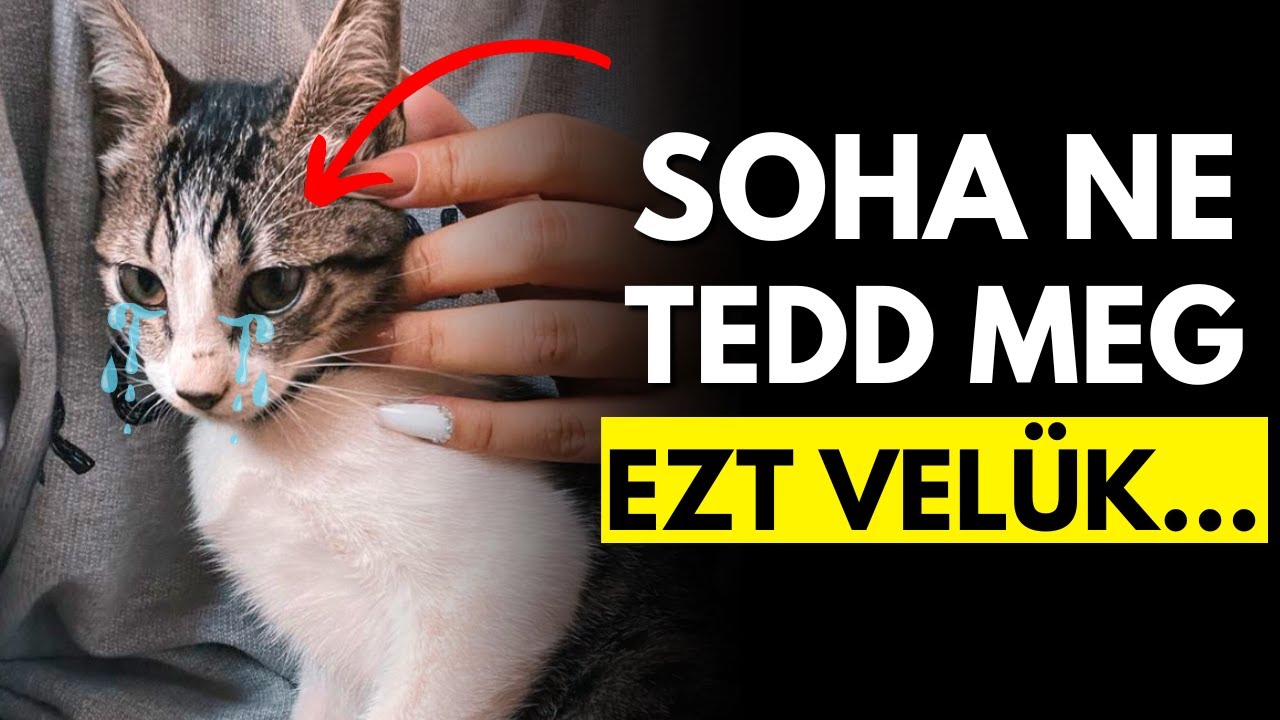10 DOLOG, AMIT EGY MACSKA SOHA NEM BOCS&Aacute;T MEG