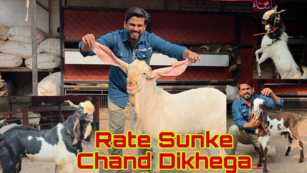 Bohat Bakre Dikhaunga | Rate Sunke Chand Bhi Dhikaunga | Shanu Bhai Bhiwandi Bloodline Goats.