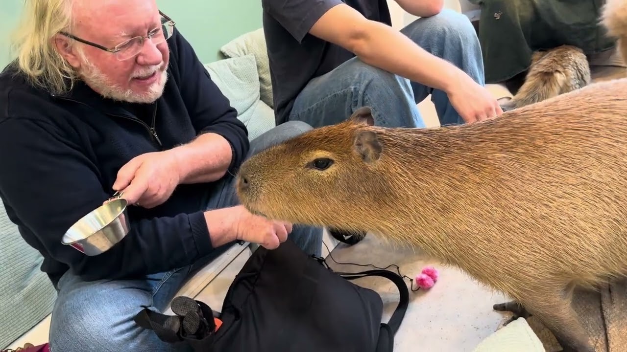 Capybara 1 of 2