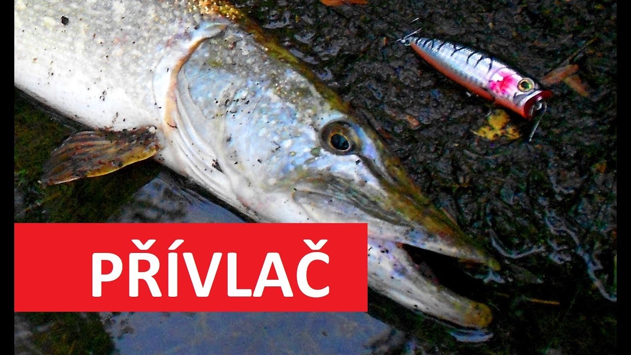 Přívlač pro začátečníky: Rybaření s poppery! Jak úspěšně chytat ryby na hladinové woblery?