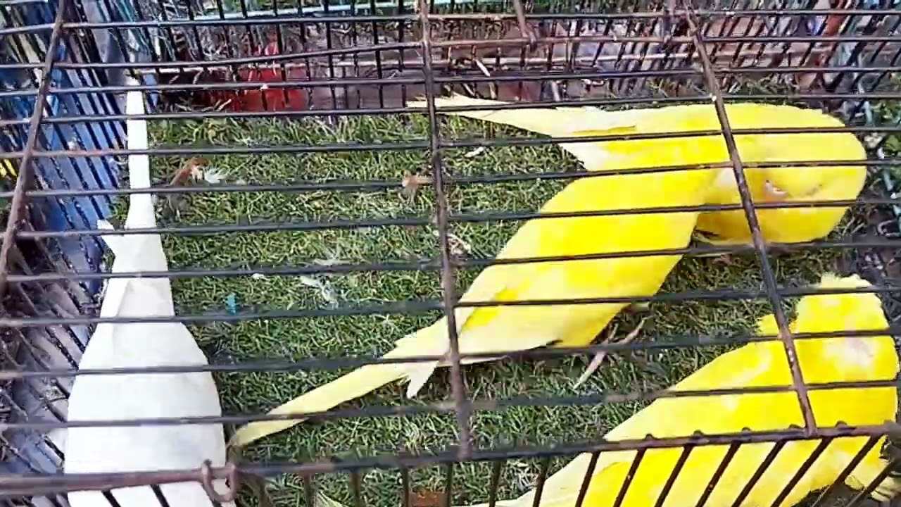 মিরপুর ১ পাখির হাট বেশি দামি ও কমদামি পাখি পাওয়া যায় পাখির ধামাকা চলতেছে 